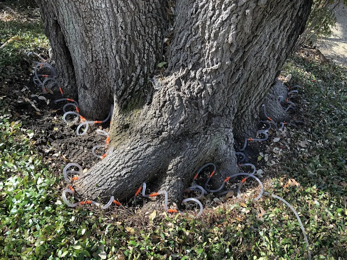 Detailed Tree Cabling and Bracing job site in Fishertown
