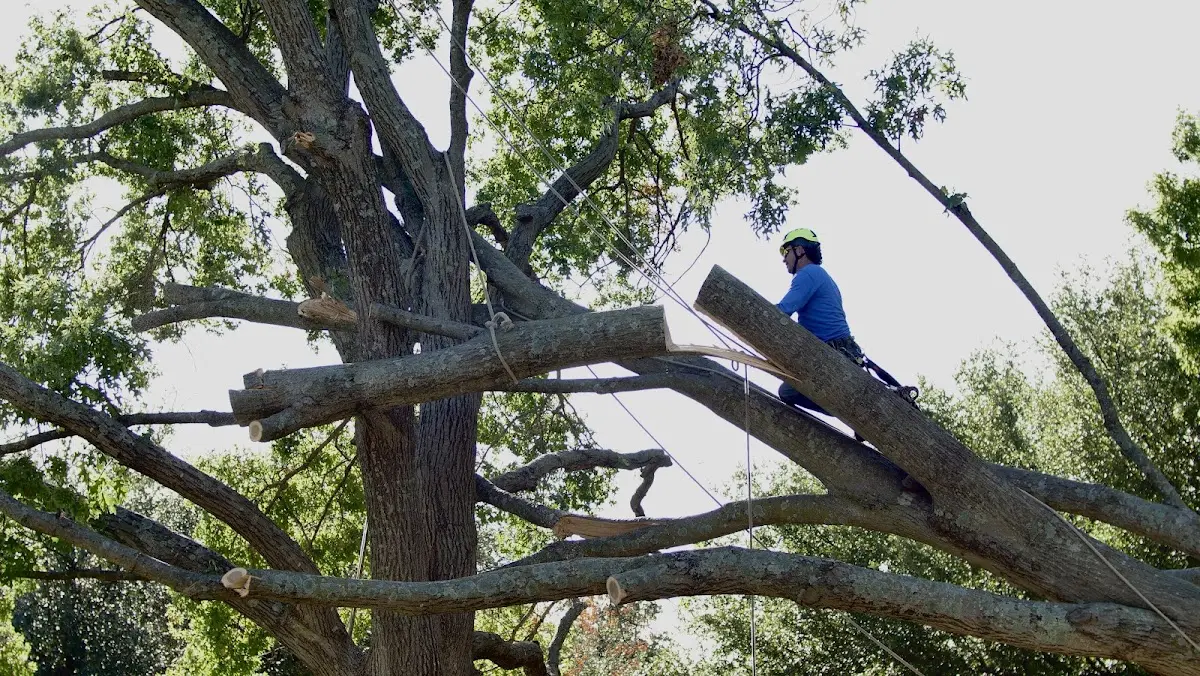 Professional Crown Thinning performed by certified arborists in Fishertown